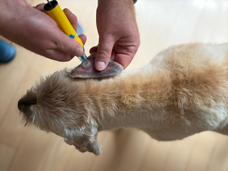 Using a lancet to draw blood from our dog's ear for blood glucose testing