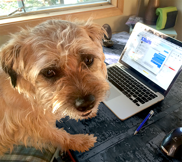 Parker, our diabetic dog, working on a laptop