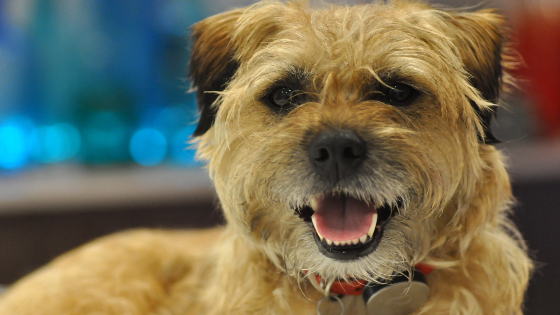 Our diabetic dog, Parker, smiling. He inspired us to create My Diabetic Pet.