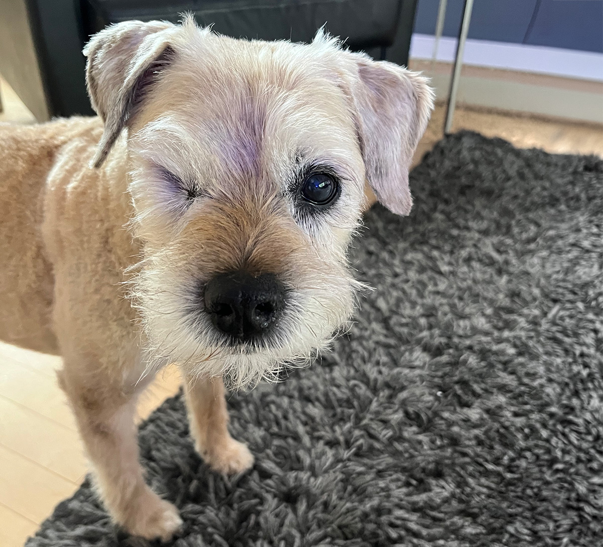 Our 15-year-old diabetic Border Terrier Parker looks directly at the camera
