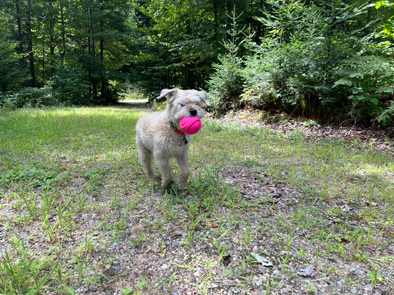 14-year old diabetic dog Parker playing with a ball
