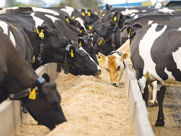 Nutrition That Delivers Results, Not Promises