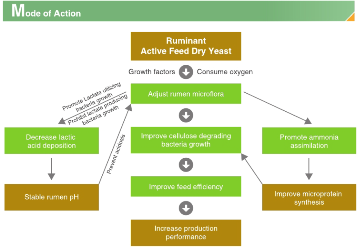 Dry Yeast Probiotic.
