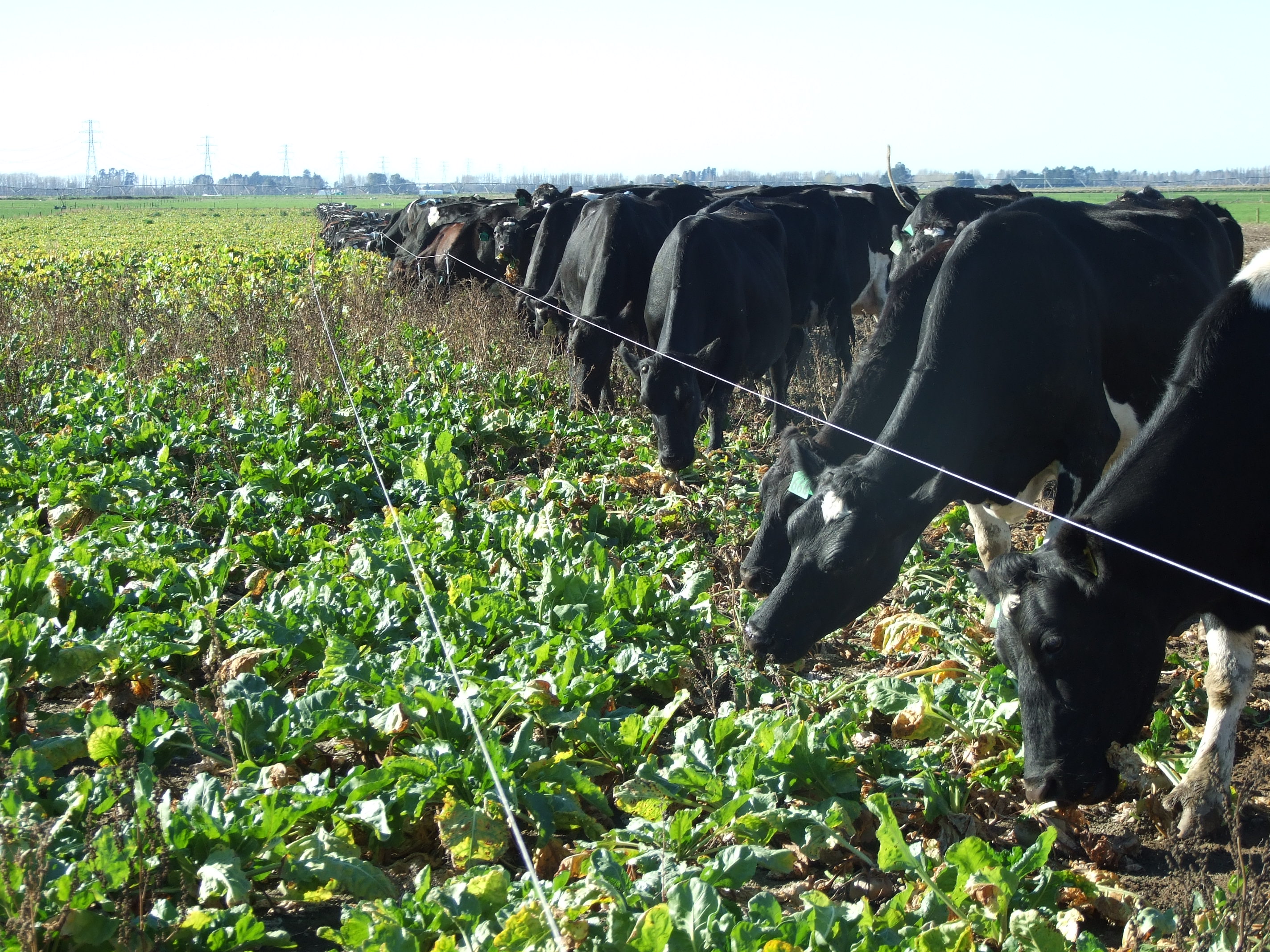 It has been shown that mineral supplementation throughout winter sets cows up in better condition as Springers, including heifers.