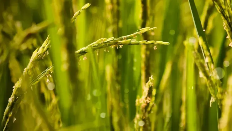 close-up photo of wheat plant