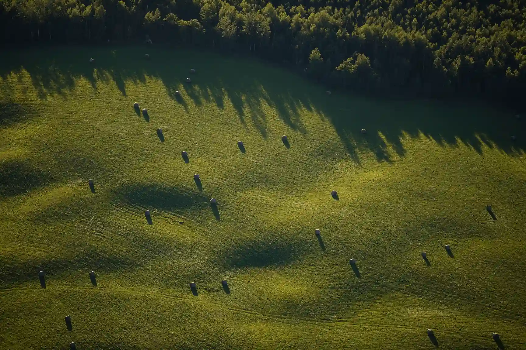 Aerial view of a green grassy field with scattered round hay bales casting long shadows and a dense forest bordering the top of the field.