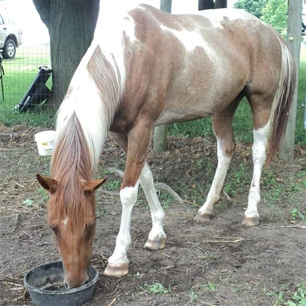 Equine - horse, and animal wound recovery in Oro Valley, AZ