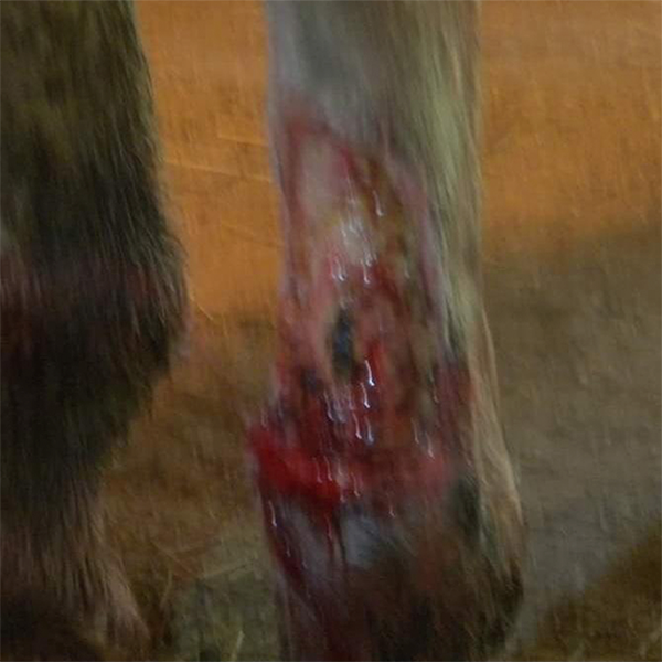 Equine - horse, and animal wound recovery in Oro Valley, AZ