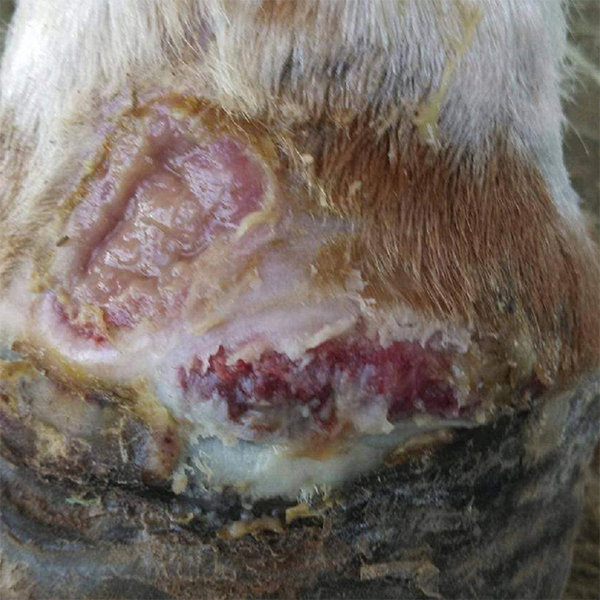 Equine - horse, and animal wound recovery in Oro Valley, AZ