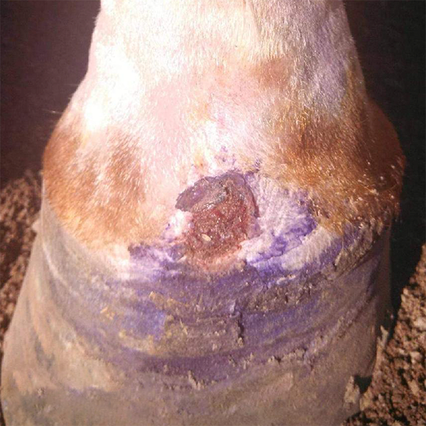 Equine - horse, and animal wound recovery in Oro Valley, AZ