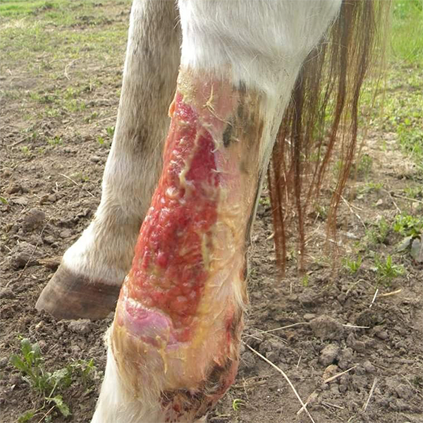 Equine - horse, and animal wound recovery in Oro Valley, AZ