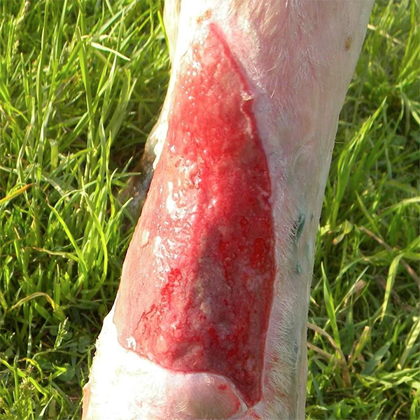 Equine - horse, and animal wound recovery in Oro Valley, AZ