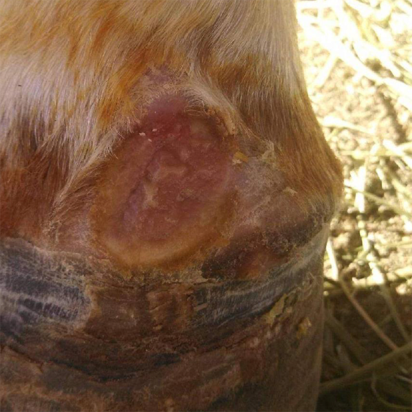 Equine - horse, and animal wound recovery in Oro Valley, AZ