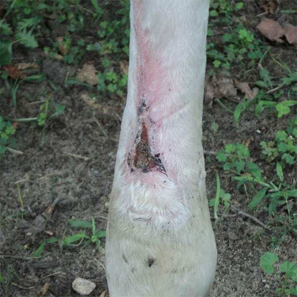 Equine - horse, and animal wound recovery in Oro Valley, AZ
