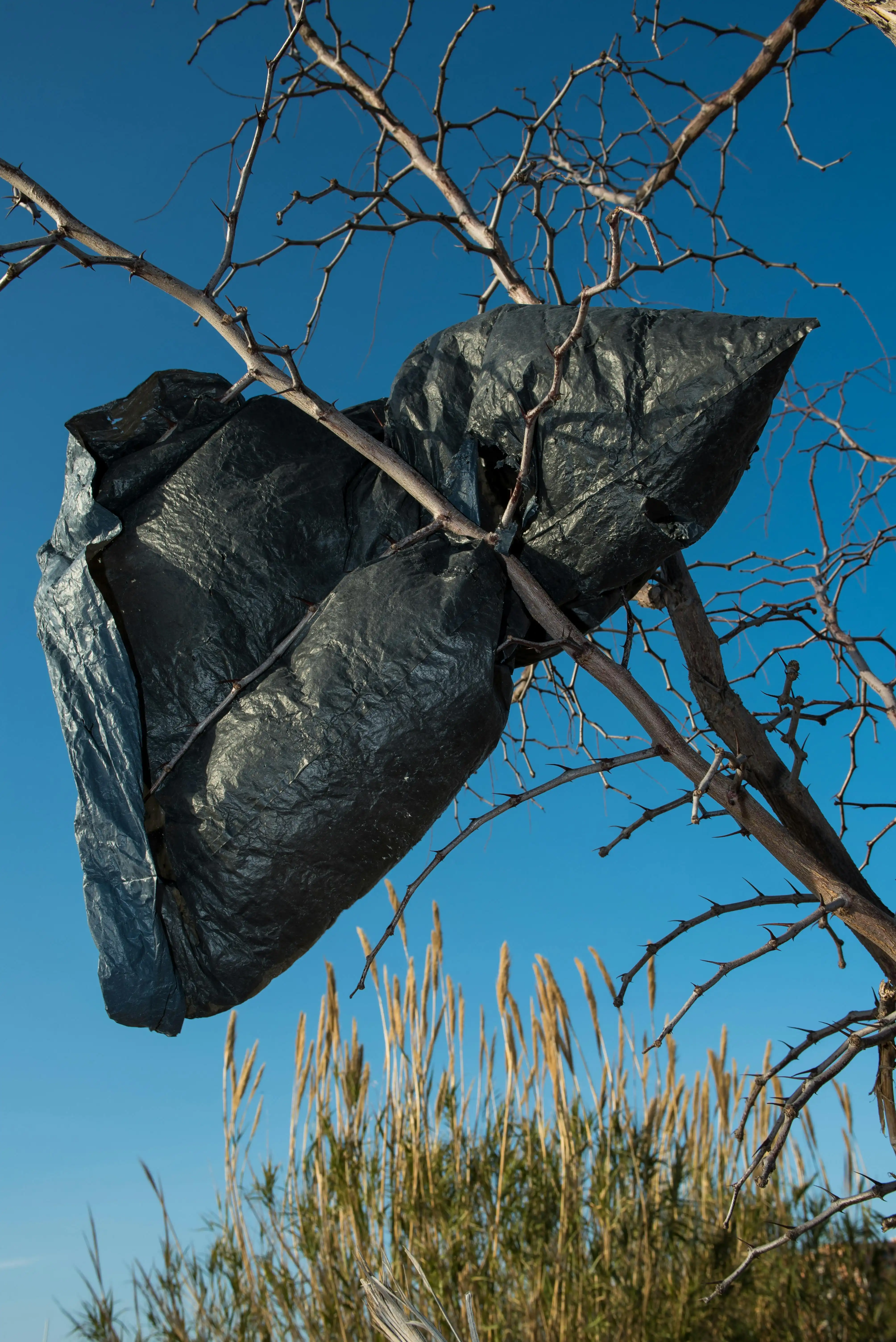 A waste bag stuck in a tree
