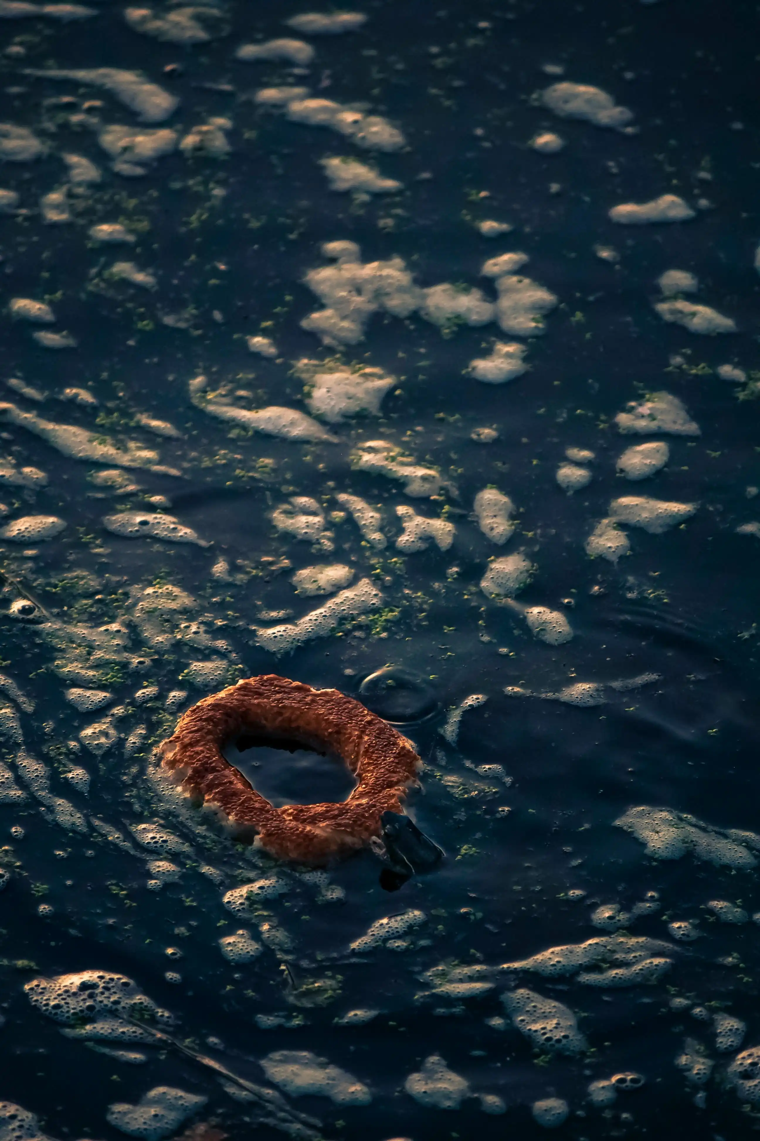 An orange floater in water