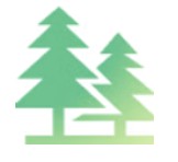 Pine trees image