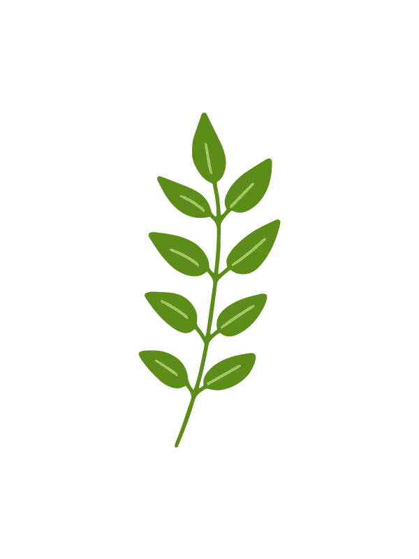 Illustration of a green leafy branch, suitable for a nursery website design.