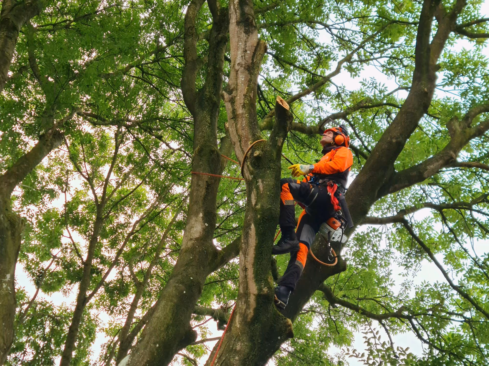 image of pest control procedures