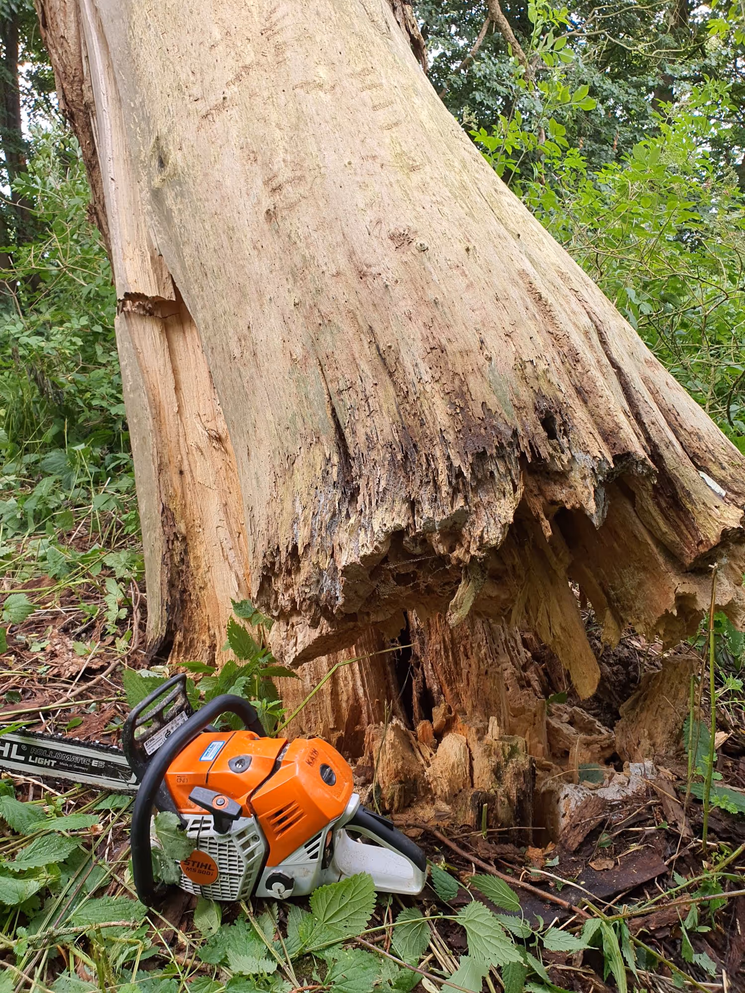 image of veterinary services for animals