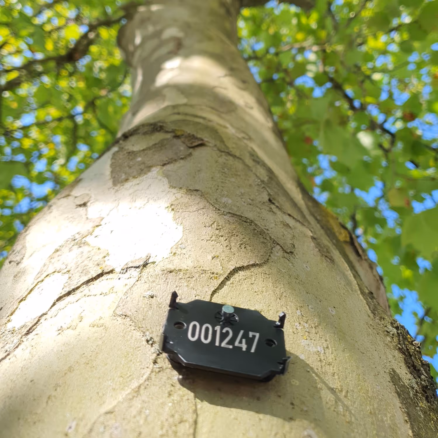 Baumstamm mit einer schwarzen Nummerntafel 001247 befestigt, grüne Blätter und blauer Himmel im Hintergrund.