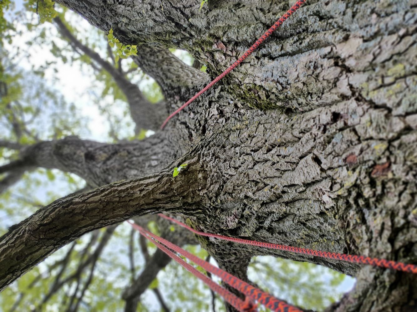 image of pest control procedures