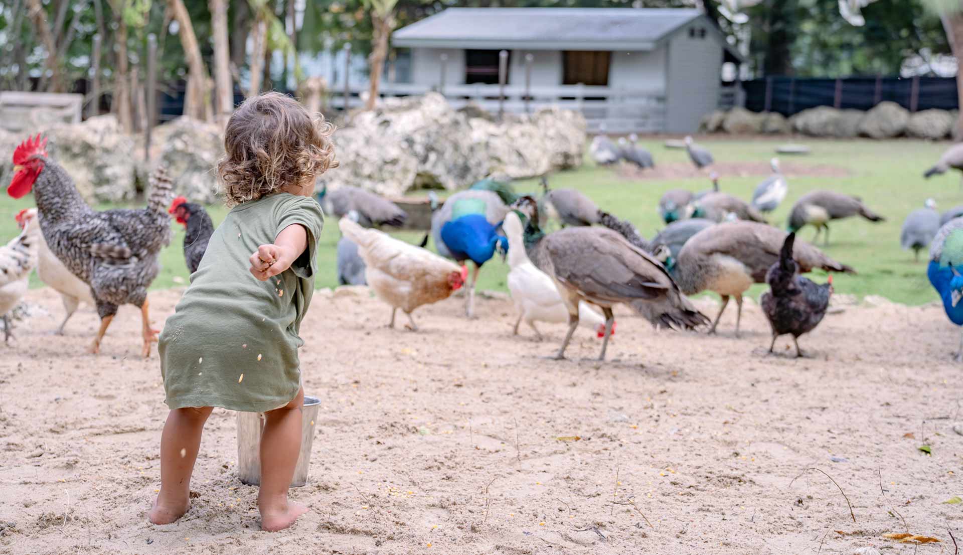 Toddler in green dress feeding a group of chickens and peacocks in a sandy outdoor area.