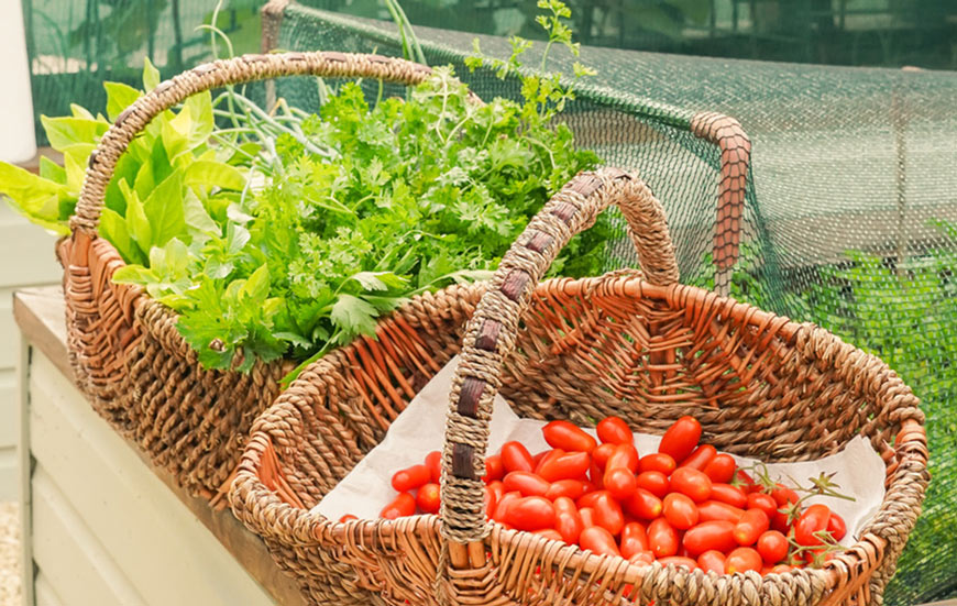 Two woven baskets on a wooden surface, one filled with fresh green herbs and the other with red grape tomatoes.