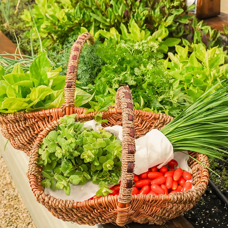 Woven basket filled with fresh green herbs, chives, and small red tomatoes on a garden bench surrounded by green leafy plants.
