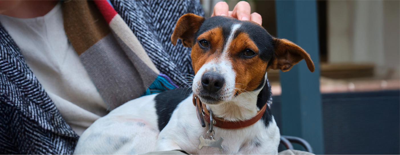 Calm tricolor dog with a collar resting on a person's lap, who is gently petting its head.