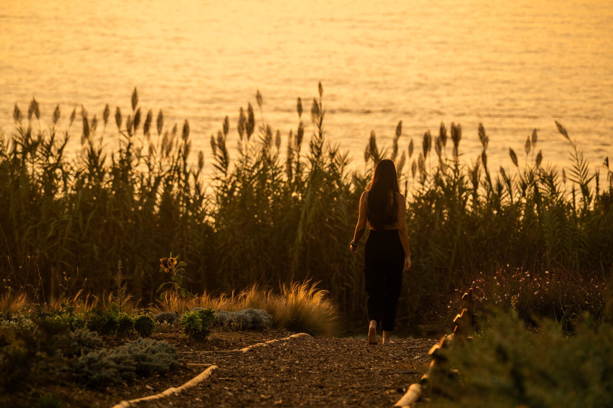 Walking through golden grasses toward the sea at sunset