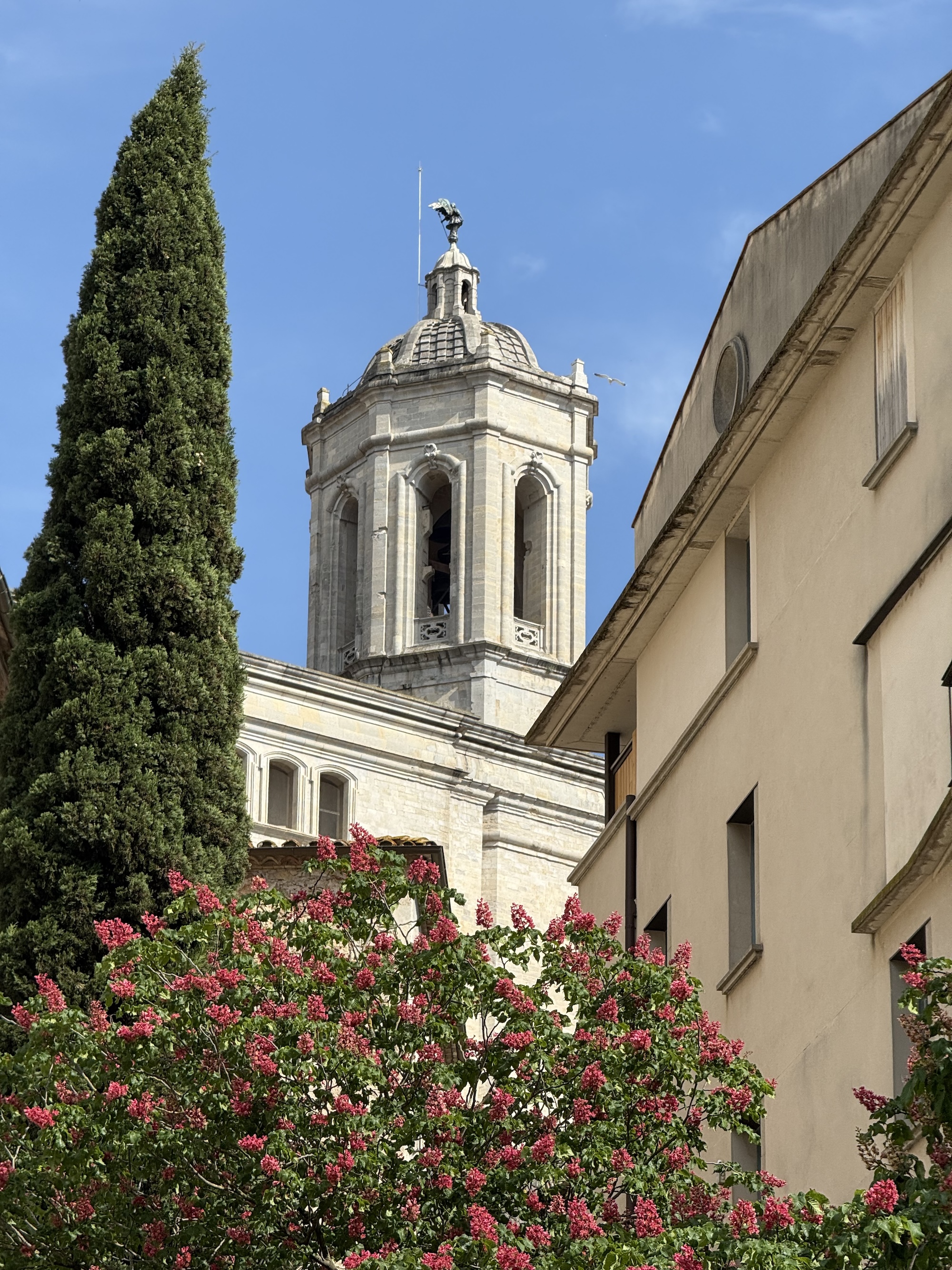 Girona cathedral tower rising above cypress trees and flowering oleander