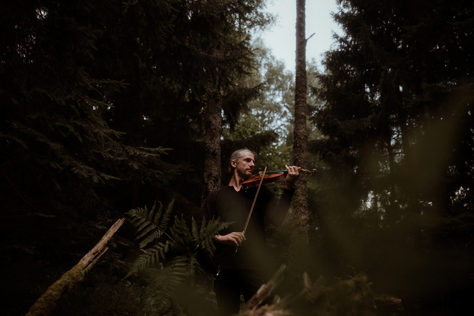 A violinist playing among the trees at dusk