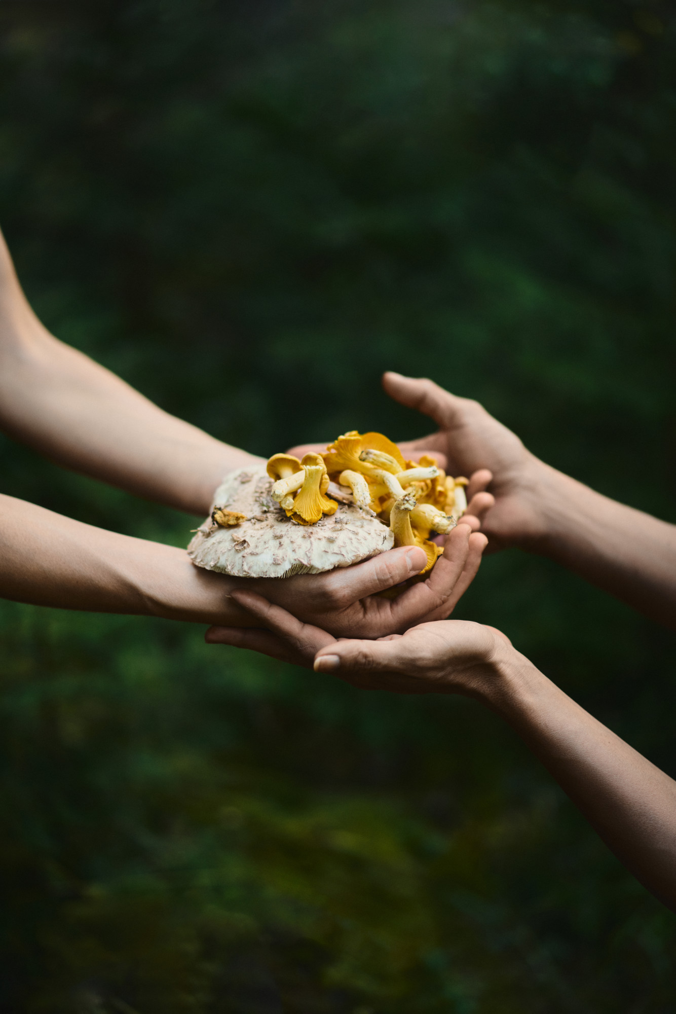 Cupped hands holding foraged chanterelle mushrooms