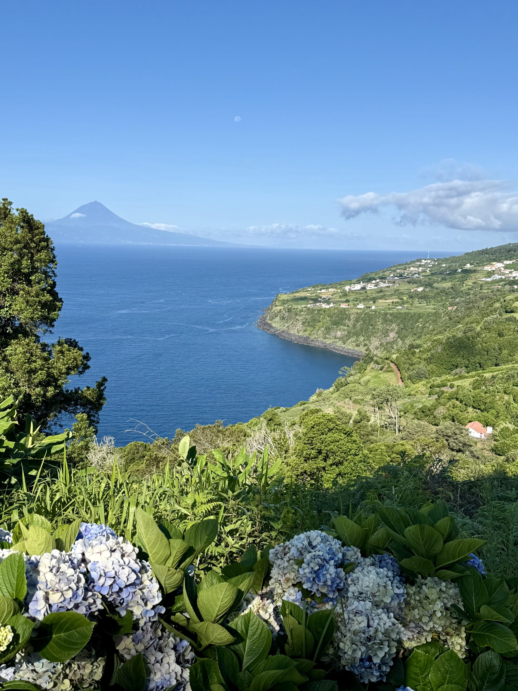 Hydrangeas in the foreground and Pico's volcanic cone across the channel