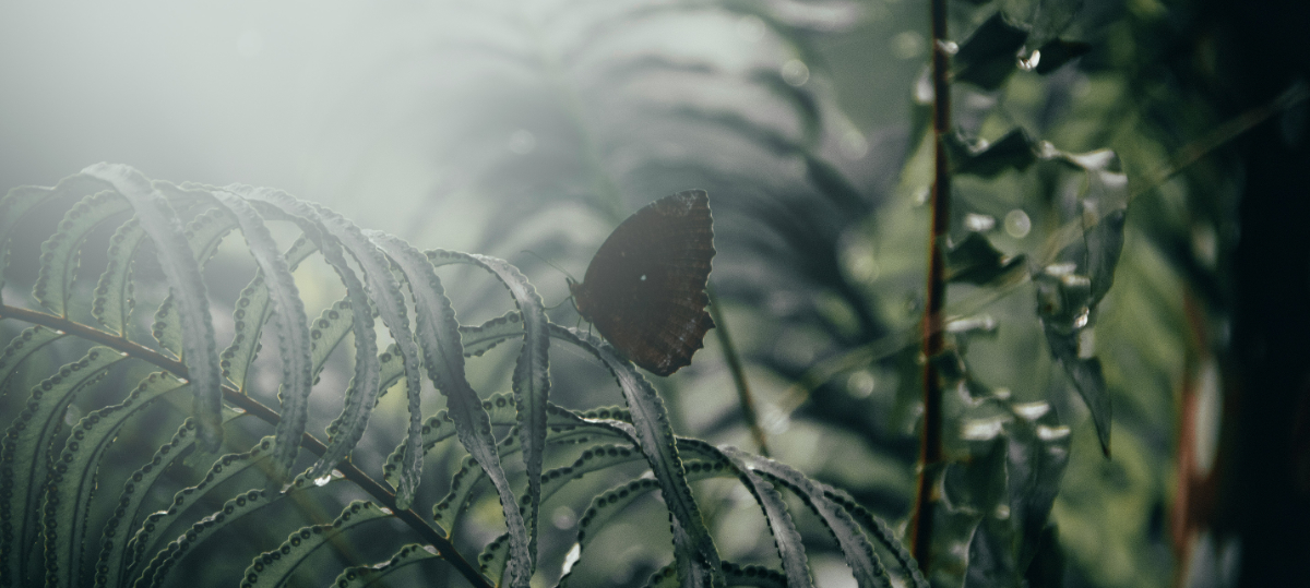 Ein Schmetterling sitzt auf einem Farnblatt in einem nebligen, grünen Wald.