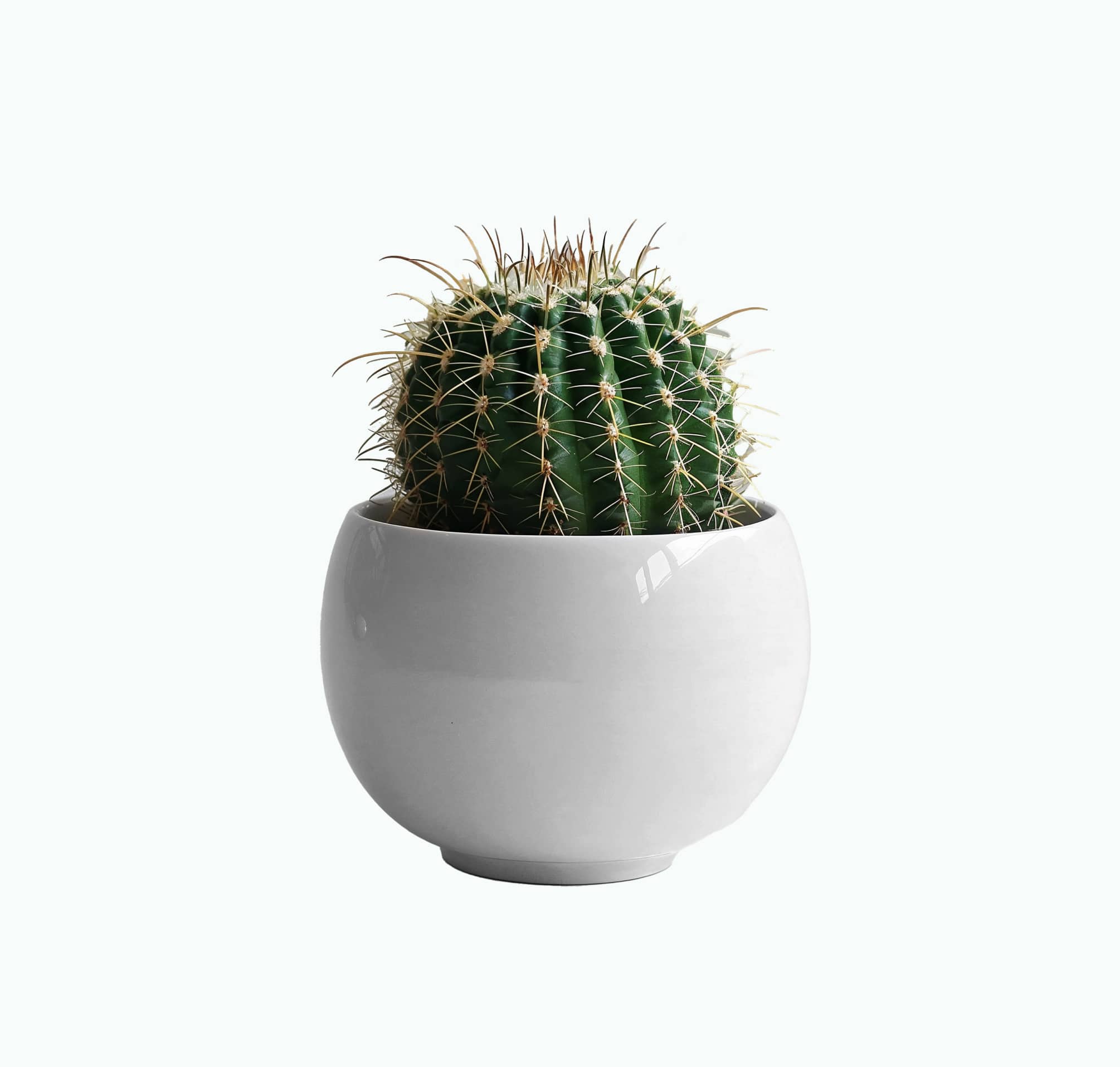 Balloon Cactus Plant