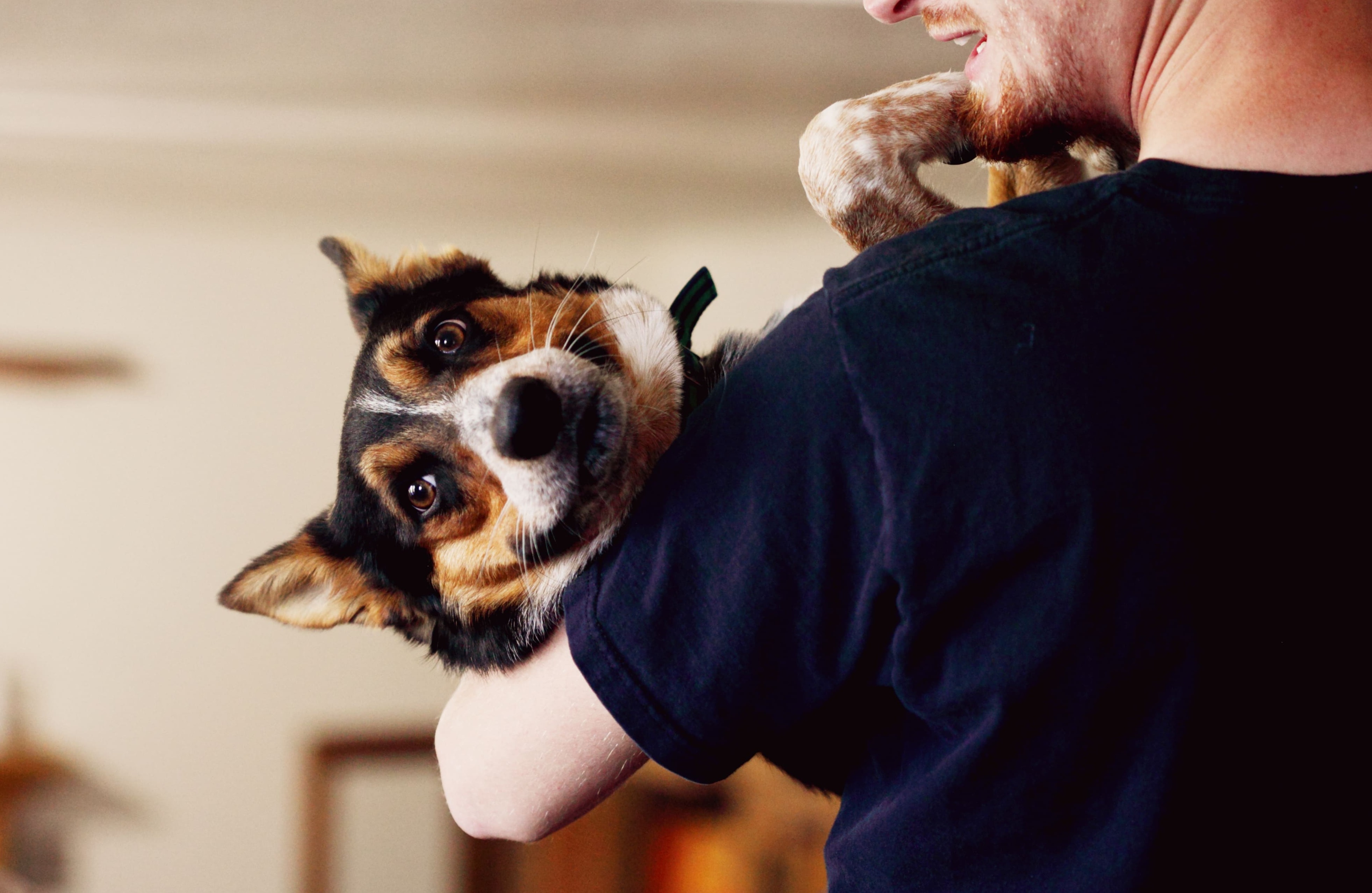 cute dog being cuddle by human