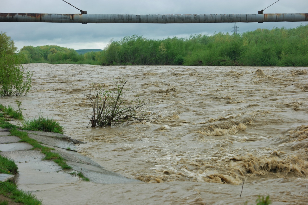 Rapidly flowing muddy river during flood with partially submerged shrubs and green trees in the background under a cloudy sky.