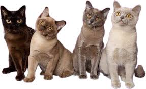 newborn burmese kittens, natmac.burmese.kittens, burmese kittens for sale near me, burmese kittens near me, burmese kittens available now, burmese kittens nz,