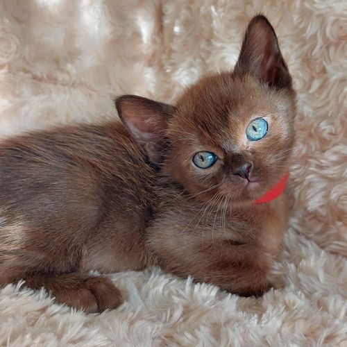 newborn burmese kittens,
natmac.burmese.kittens,
burmese kittens for sale near me,
burmese kittens near me,
burmese kittens available now,
burmese kittens nz,