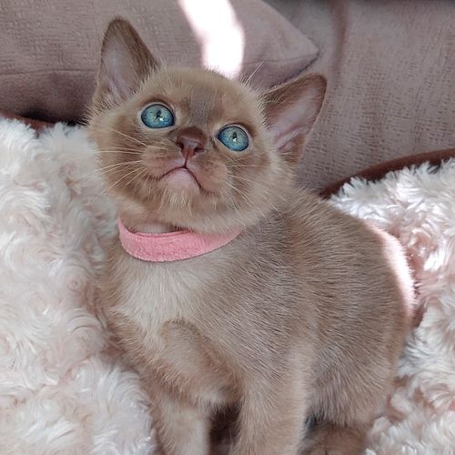 newborn burmese kittens,
natmac.burmese.kittens,
burmese kittens for sale near me,
burmese kittens near me,
burmese kittens available now,
burmese kittens nz,