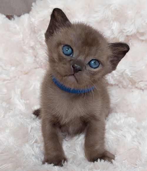 newborn burmese kittens,
natmac.burmese.kittens,
burmese kittens for sale near me,
burmese kittens near me,
burmese kittens available now,
burmese kittens nz,
