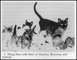 newborn burmese kittens, natmac.burmese.kittens, burmese kittens for sale near me, burmese kittens near me, burmese kittens available now, burmese kittens nz,