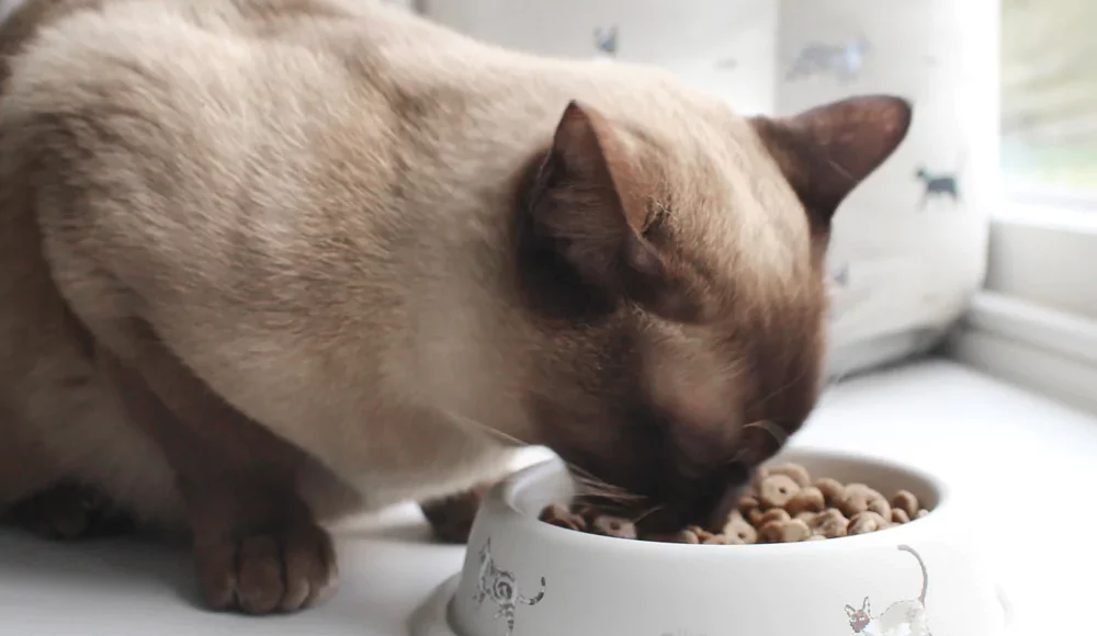 newborn burmese kittens, natmac.burmese.kittens, burmese kittens for sale near me, burmese kittens near me, burmese kittens available now, burmese kittens nz,