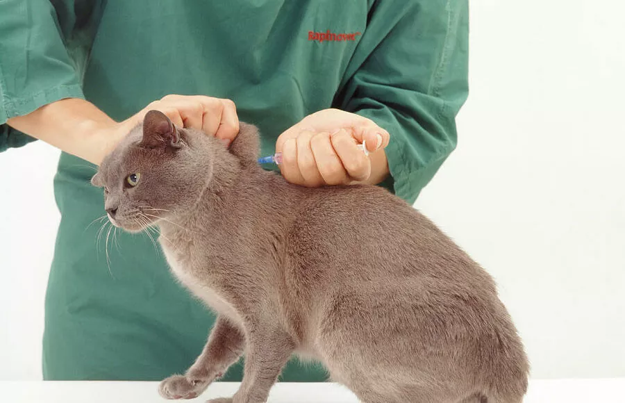 newborn burmese kittens, natmac.burmese.kittens, burmese kittens for sale near me, burmese kittens near me, burmese kittens available now, burmese kittens nz,