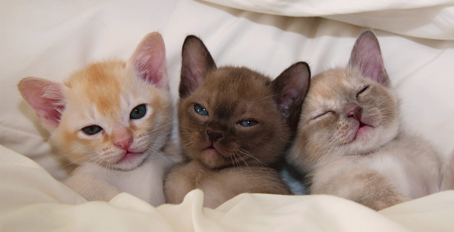 newborn burmese kittens, natmac.burmese.kittens, burmese kittens for sale near me, burmese kittens near me, burmese kittens available now, burmese kittens nz,