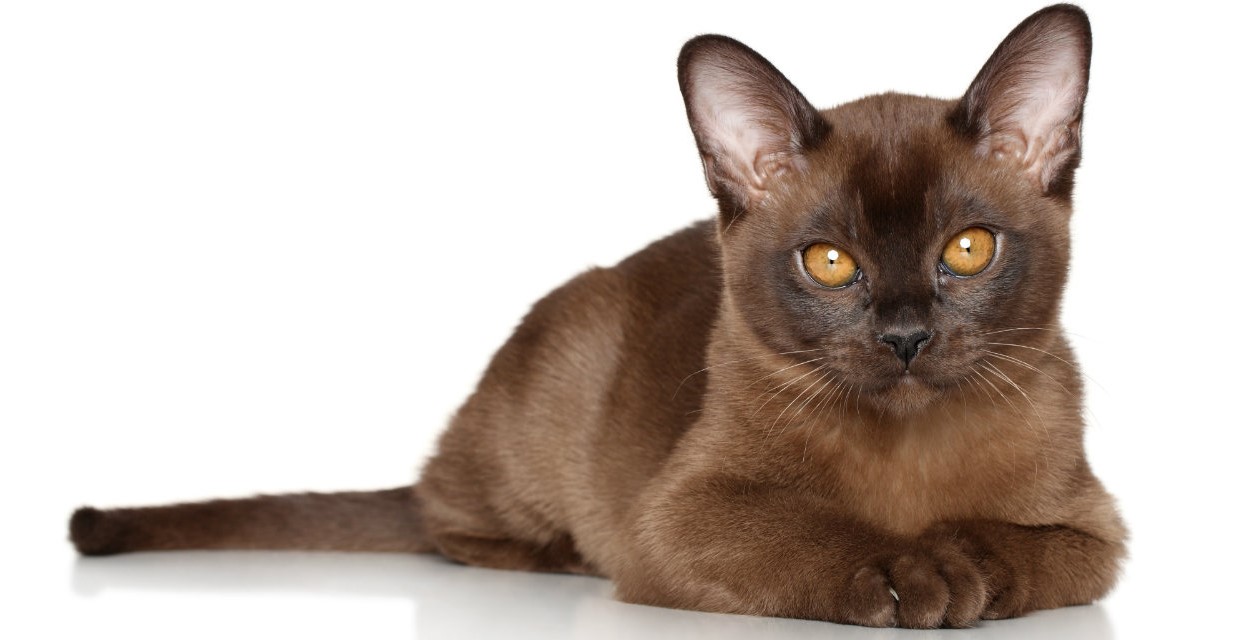 newborn burmese kittens, natmac.burmese.kittens, burmese kittens for sale near me, burmese kittens near me, burmese kittens available now, burmese kittens nz,
