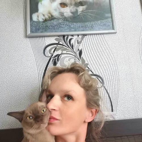 burmese kittens for sale nsw, burmese kittens for sale nz, burmese kittens available now near me, blue burmese kittens for sale near me, burmese kittens for sale newcastle nsw