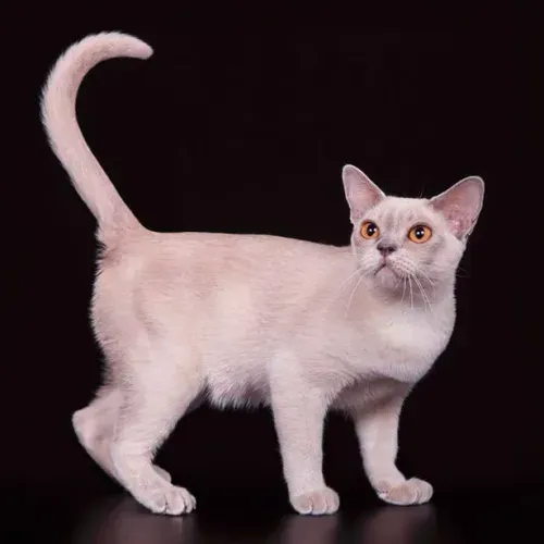 brown burmese kittens for sale near me,, burmese cross kittens for sale near me chocolate burmese kittens for sale near me, newborn burmese kittens, natmac.burmese.kittens, burmese kittens for sale near me, burmese kittens near me,